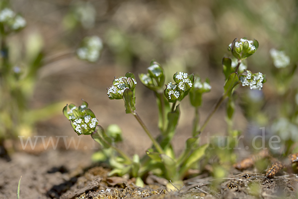 Gekielter Feldsalat (Valerianella carinata)