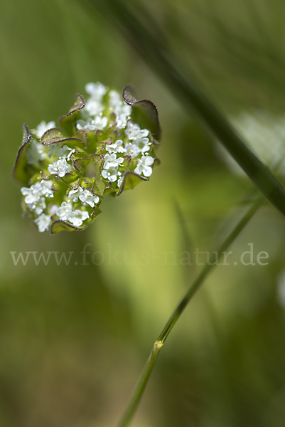 Gekielter Feldsalat (Valerianella carinata)