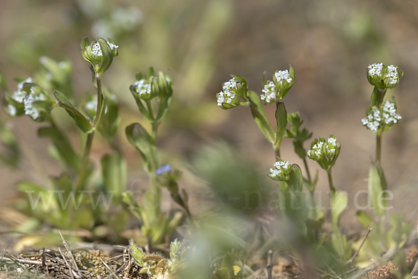 Gekielter Feldsalat (Valerianella carinata)