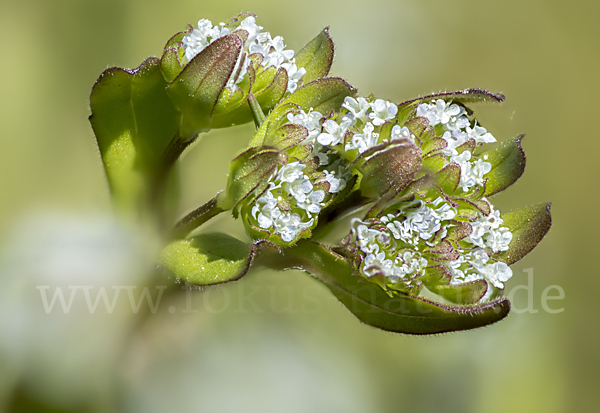 Gekielter Feldsalat (Valerianella carinata)