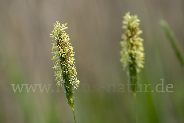 Geknieter Fuchsschwanz (Alopecurus geniculatus)