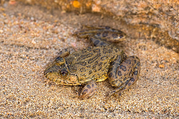 Gekrönter Ochsenfrosch (Hoplobatrachus occipitalis)