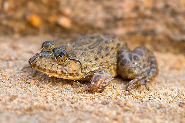 Gekrönter Ochsenfrosch (Hoplobatrachus occipitalis)