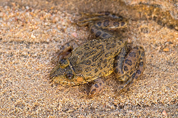 Gekrönter Ochsenfrosch (Hoplobatrachus occipitalis)