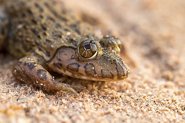 Gekrönter Ochsenfrosch (Hoplobatrachus occipitalis)