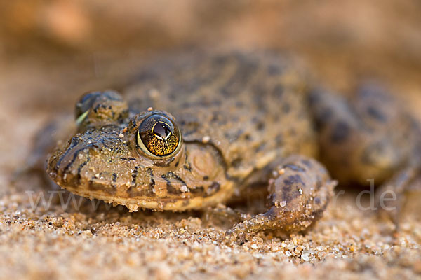 Gekrönter Ochsenfrosch (Hoplobatrachus occipitalis)