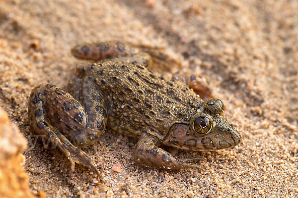 Gekrönter Ochsenfrosch (Hoplobatrachus occipitalis)