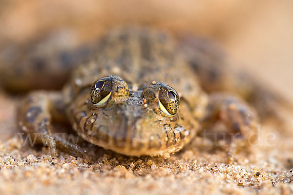 Gekrönter Ochsenfrosch (Hoplobatrachus occipitalis)