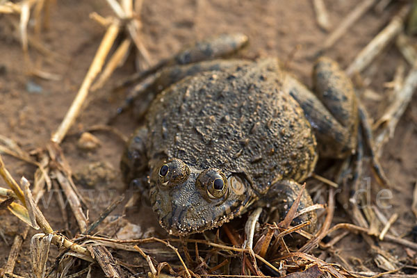 Gekrönter Ochsenfrosch (Hoplobatrachus occipitalis)