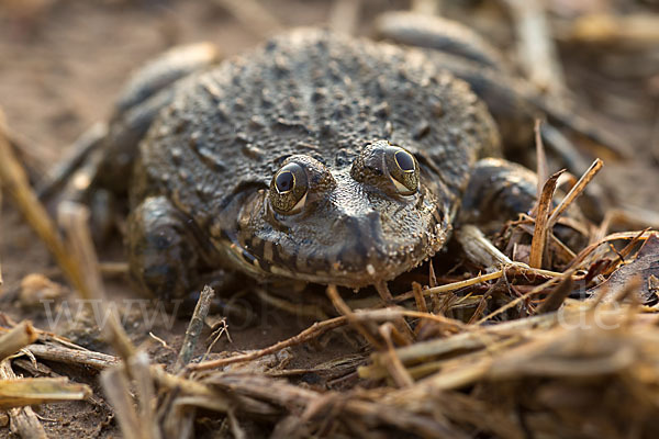 Gekrönter Ochsenfrosch (Hoplobatrachus occipitalis)