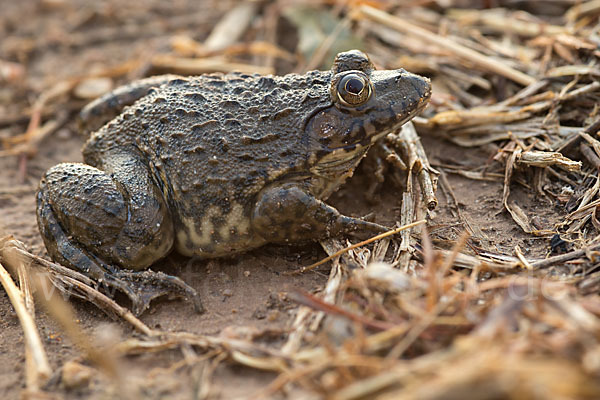 Gekrönter Ochsenfrosch (Hoplobatrachus occipitalis)