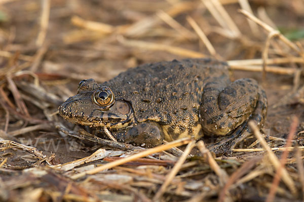 Gekrönter Ochsenfrosch (Hoplobatrachus occipitalis)