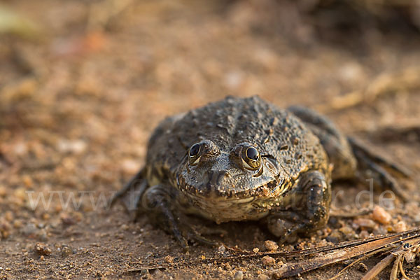 Gekrönter Ochsenfrosch (Hoplobatrachus occipitalis)