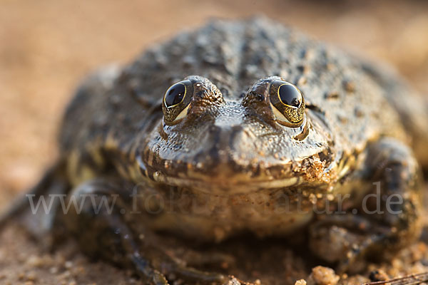 Gekrönter Ochsenfrosch (Hoplobatrachus occipitalis)