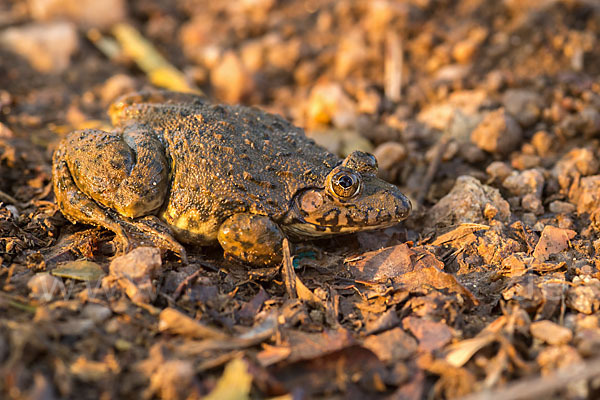 Gekrönter Ochsenfrosch (Hoplobatrachus occipitalis)