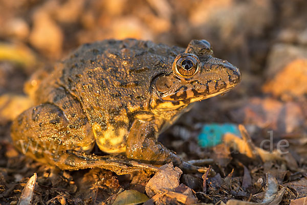 Gekrönter Ochsenfrosch (Hoplobatrachus occipitalis)