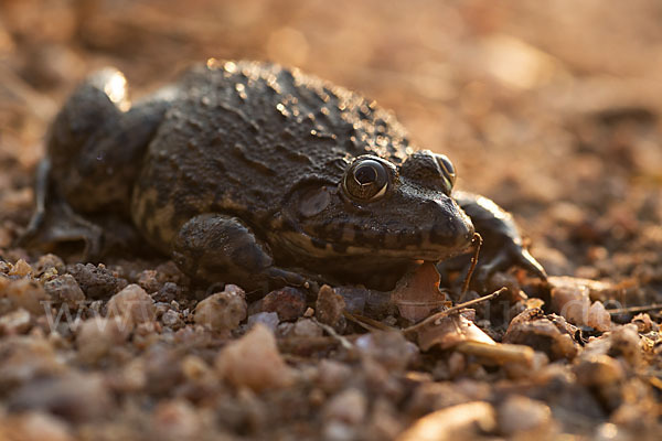 Gekrönter Ochsenfrosch (Hoplobatrachus occipitalis)