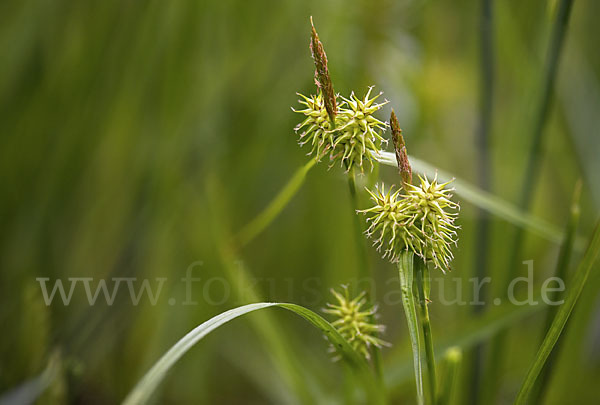 Gelb-Segge (Carex flava)