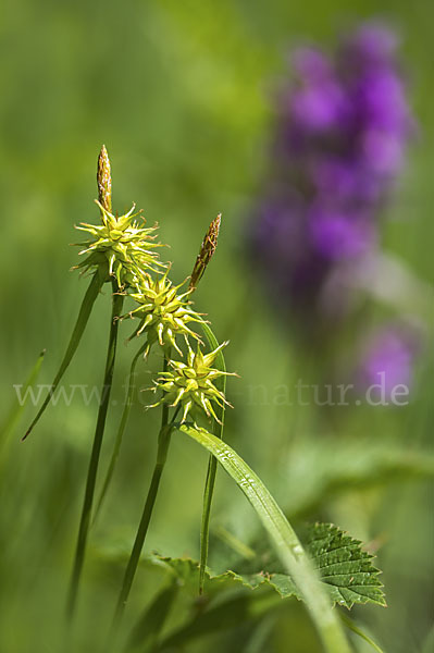 Gelb-Segge (Carex flava)