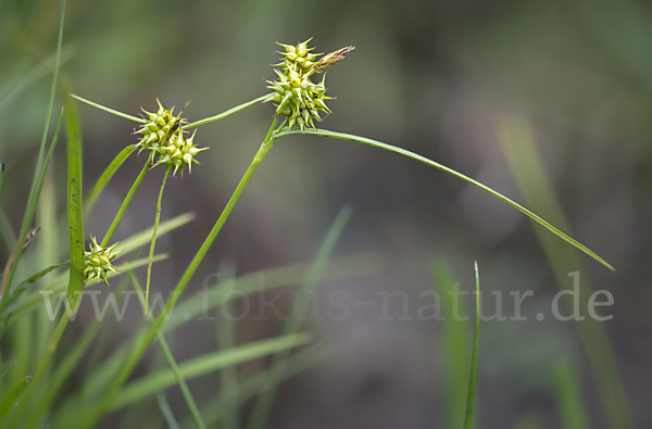 Gelb-Segge (Carex flava)