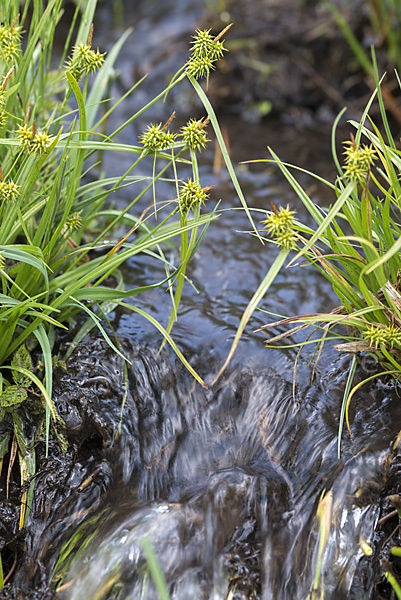 Gelb-Segge (Carex flava)