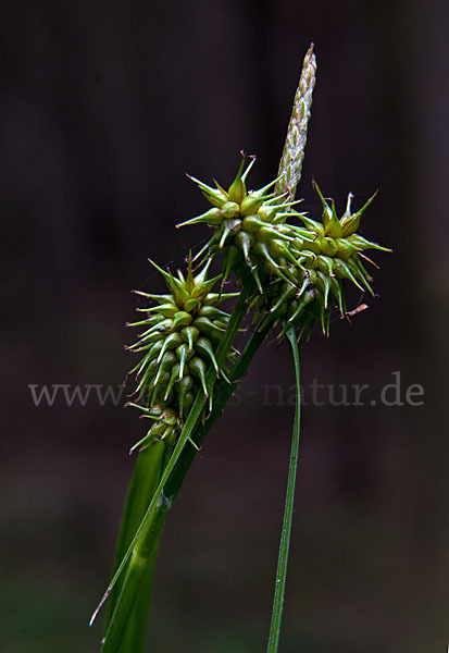 Gelb-Segge (Carex flava)