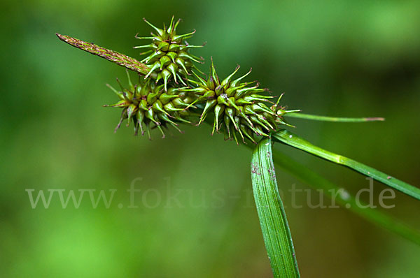 Gelb-Segge (Carex flava)