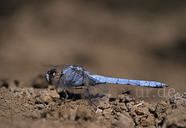 Gelbader-Blaupfeil (Orthetrum nitidinerve)