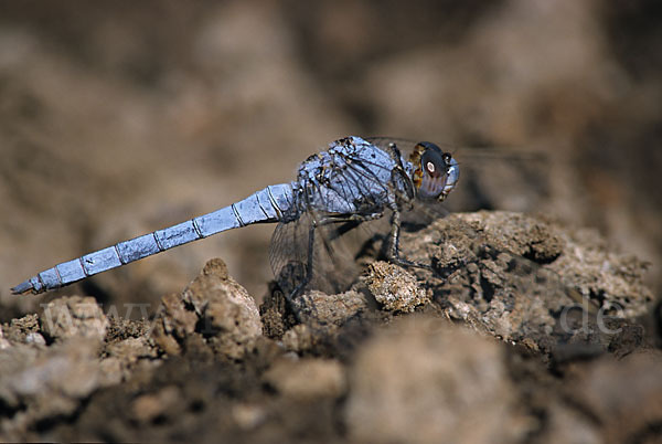 Gelbader-Blaupfeil (Orthetrum nitidinerve)