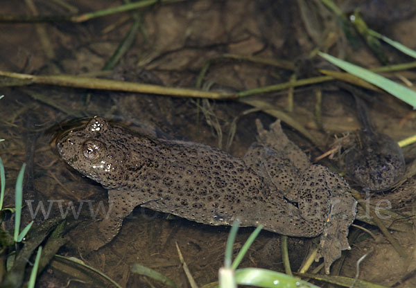 Gelbbauchunke (Bombina variegata)