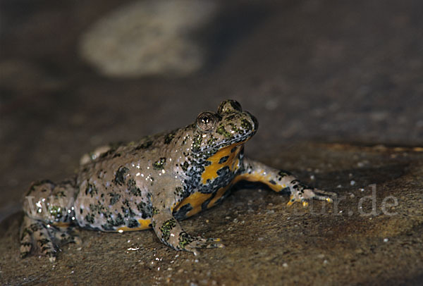 Gelbbauchunke (Bombina variegata)