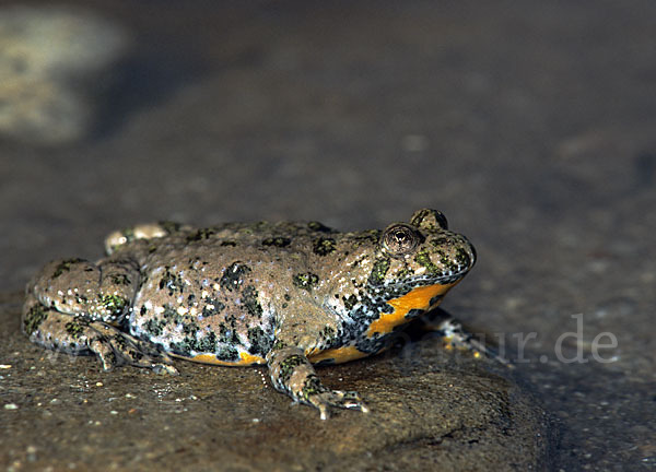 Gelbbauchunke (Bombina variegata)