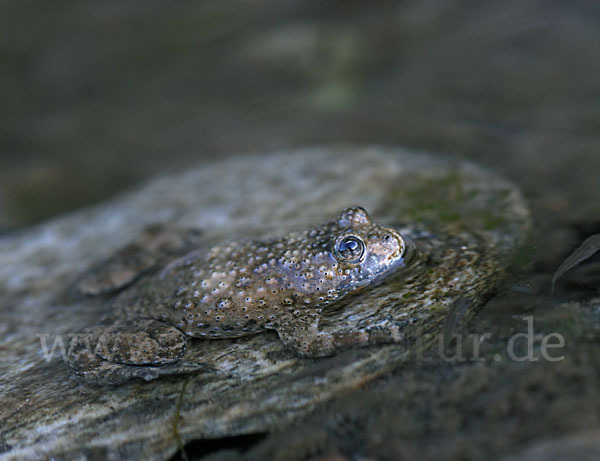 Gelbbauchunke (Bombina variegata)