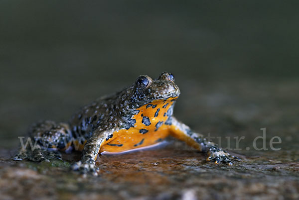 Gelbbauchunke (Bombina variegata)