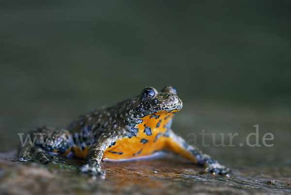 Gelbbauchunke (Bombina variegata)