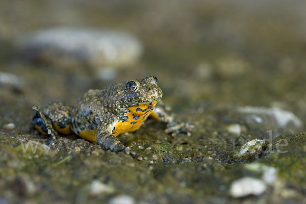 Gelbbauchunke (Bombina variegata)