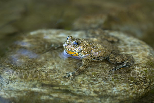 Gelbbauchunke (Bombina variegata)