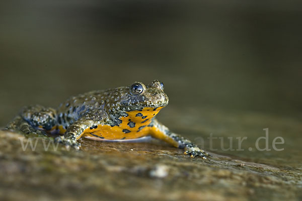 Gelbbauchunke (Bombina variegata)