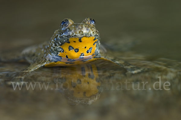 Gelbbauchunke (Bombina variegata)