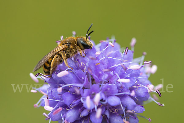 Gelbbindige Furchenbiene (Halictus scabiosae)