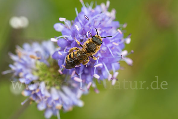 Gelbbindige Furchenbiene (Halictus scabiosae)