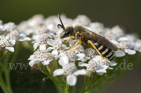 Gelbbindige Furchenbiene (Halictus scabiosae)