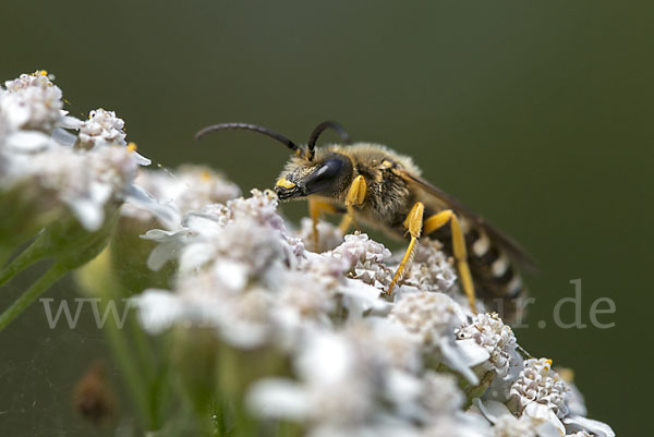 Gelbbindige Furchenbiene (Halictus scabiosae)