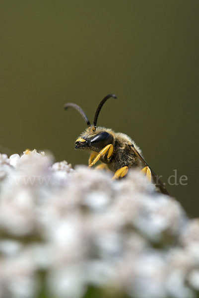 Gelbbindige Furchenbiene (Halictus scabiosae)