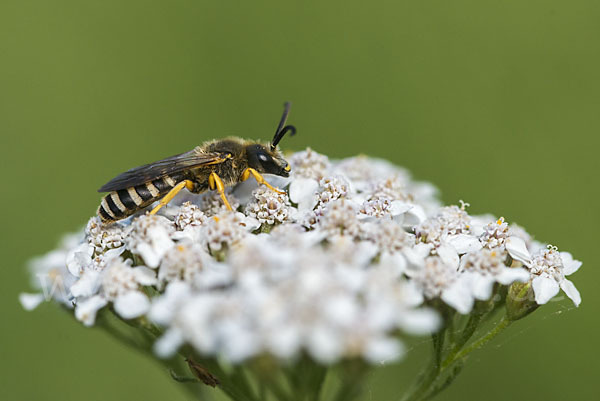 Gelbbindige Furchenbiene (Halictus scabiosae)