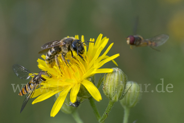 Gelbbindige Furchenbiene (Halictus scabiosae)