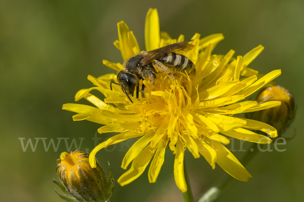 Gelbbindige Furchenbiene (Halictus scabiosae)