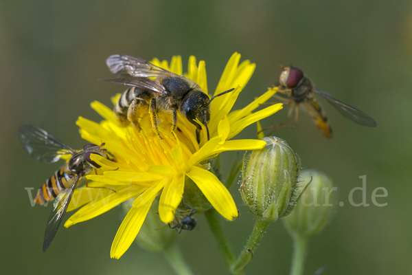 Gelbbindige Furchenbiene (Halictus scabiosae)