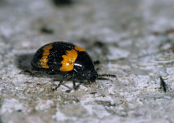 Gelbbindiger Schwarzkäfer (Diaperis boleti)