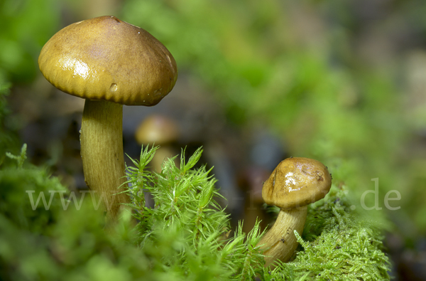 Gelbblättriger Ritterling (Tricholoma fulvum)